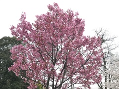 Prunus