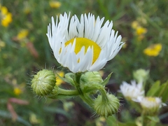 Erigeron annuus