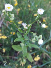 Erigeron annuus