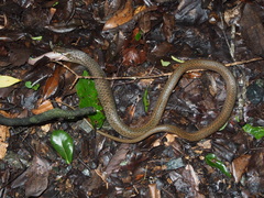 Hebius vibakari