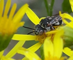 Epeolus