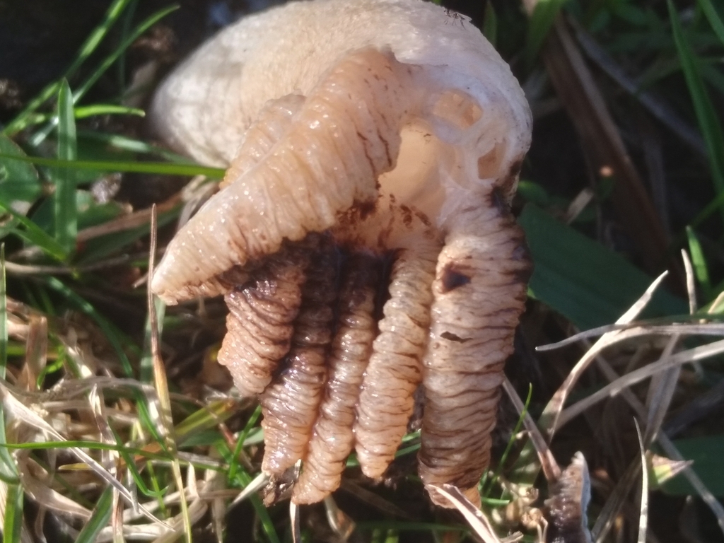 Lysurus cruciatus · July 2022 · photo: © adriana_machado (iNaturalist, cc-by)