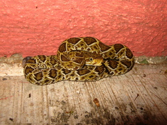 Crotalus basiliscus