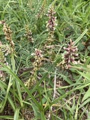 Astragalus micranthus