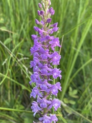 Gymnadenia densiflora