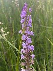 Gymnadenia densiflora