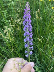 Gymnadenia densiflora
