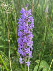 Gymnadenia densiflora