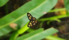 Thyrassia