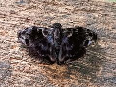 Ebrietas