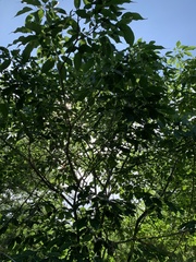 Handroanthus impetiginosus