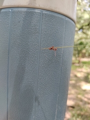 Ophiocordyceps camponoti-floridani