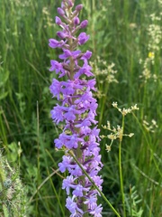 Gymnadenia densiflora