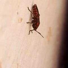 Spilostethus saxatilis