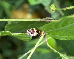 Cryptocephalus mutabilis