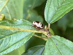 Cryptocephalus mutabilis