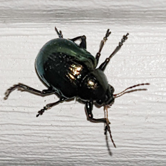 Typophorus