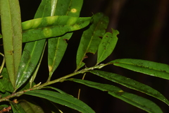Campylospermum anceps
