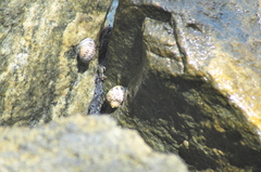 Nerita peloronta
