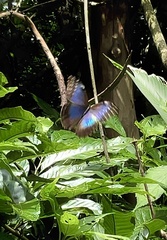 Morpho menelaus