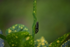 Pseudophera