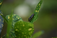 Pseudophera