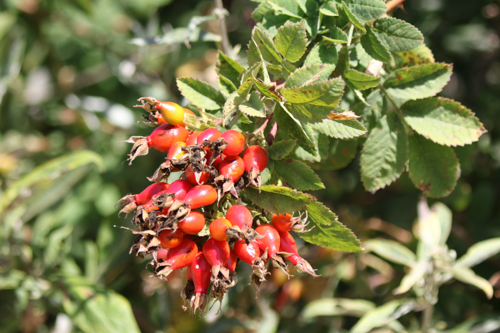 iNaturalist observation photo of California Wild Rose
