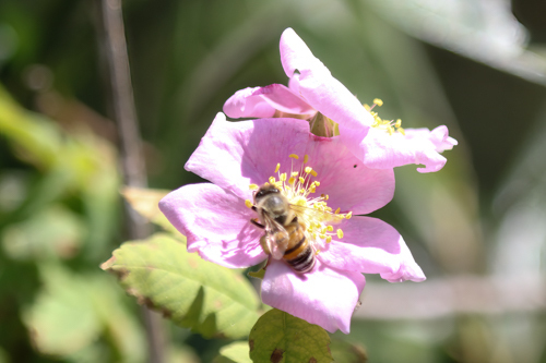 iNaturalist observation photo of California Wild Rose