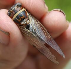 Diceroprocta viridifascia