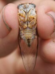 Diceroprocta viridifascia