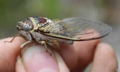 Diceroprocta viridifascia