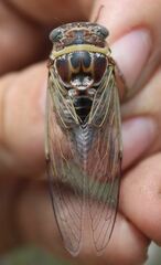 Diceroprocta viridifascia