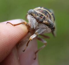 Diceroprocta viridifascia