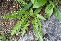 Cirsium spinosissimum