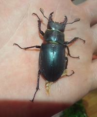 Lucanus ibericus