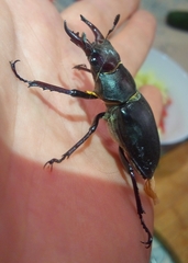 Lucanus ibericus