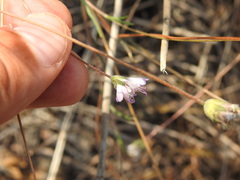 Pycnocomon intermedium