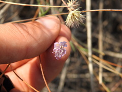 Pycnocomon intermedium