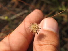 Pycnocomon intermedium