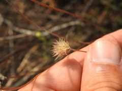 Pycnocomon intermedium