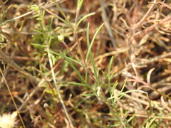 Pycnocomon intermedium