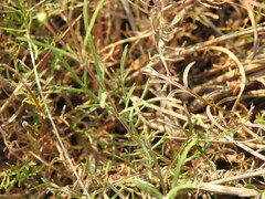 Pycnocomon intermedium