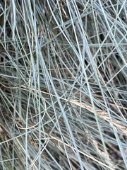 Festuca glauca