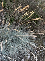 Festuca glauca