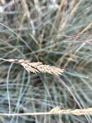Festuca glauca