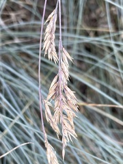 Festuca glauca