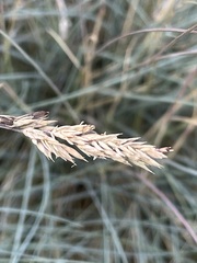 Festuca glauca