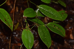 Smilax anceps