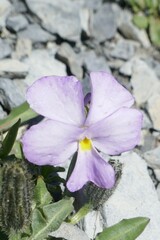 Viola cenisia