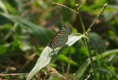 Diaethria eluina